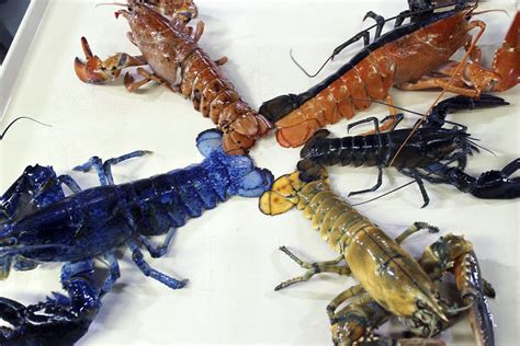 Yellow lobster joins Boston aquarium's colorful collection | AP News