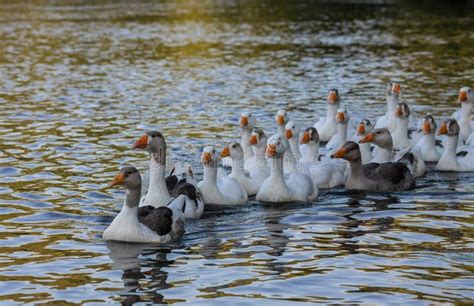 Domestic Geese Swim in the Water. a Flock of White Beautiful Geese in ...