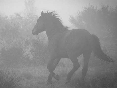 Wild brumbies in the Snowy Mountains | Daily Telegraph