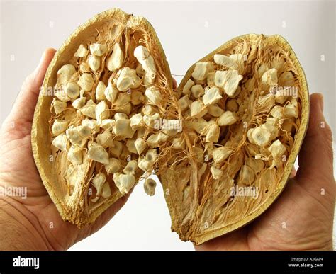 Baobab tree fruit Stock Photo - Alamy