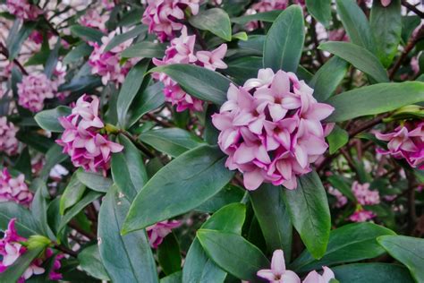 Daphne Shrubs: Plant Care and Growing Guide