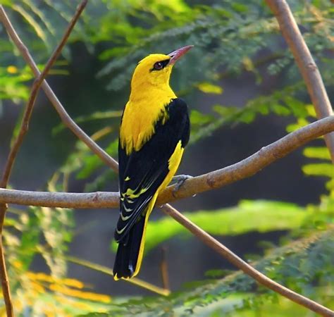 Indian Golden Oriole - male II | Golden oriole, Beautiful birds, I like ...