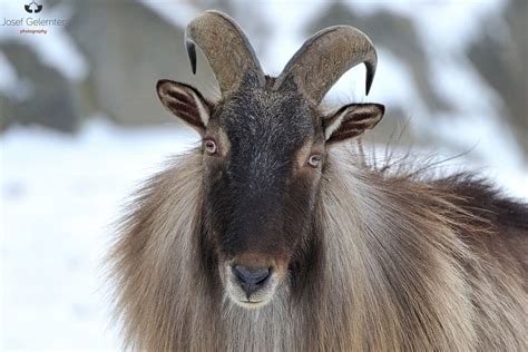 Himalayan Tahr by Josef Gelernter - Photo 137073061 / 500px | Animals wild, Artiodactyla, Animals