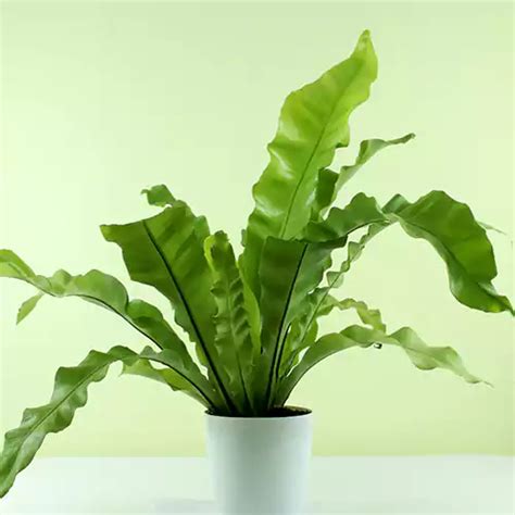 Bird's Nest Fern Buy Asplenium Nidus Plant - Nursery Nisarga.in