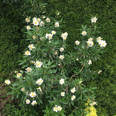 Photo #68701 | Carpenteria californica 'Elizabeth' | plant lust