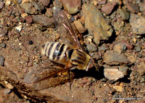 Syrphidae by Chief RedEarth on 4 May 2016