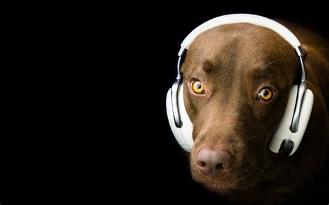 dog, Headphones, Humor