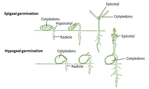 Describe the epigeal and hypogeal germination. Give the main difference between the two types of ...