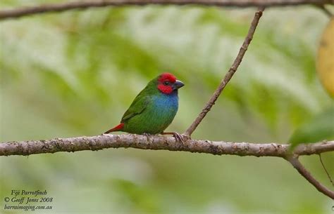 Fiji parrotfinch - Alchetron, The Free Social Encyclopedia