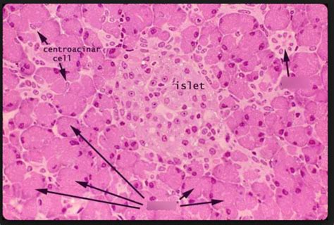 pancreas histology Diagram | Quizlet