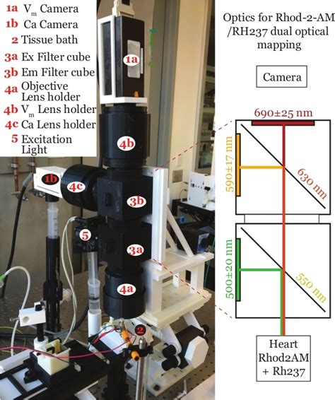 Preclinical Cardiac Electrophysiology Assessment by Dual Voltage and ...