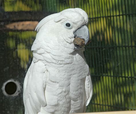 Pictures and information on White Cockatoo