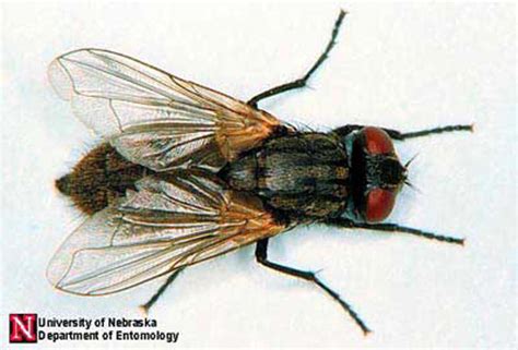 house fly - Musca domestica Linnaeus