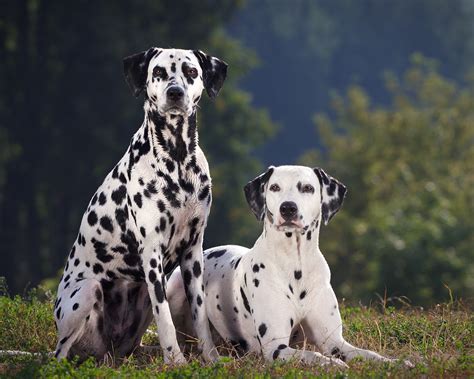 Dalmatian Dog Info, Temperament, Puppies, Pictures