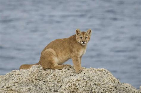 Pumas of Torres del Paine Expedition