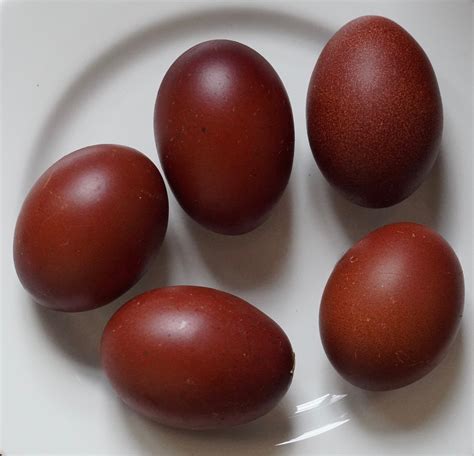 Fertile Black Copper Marans Eggs (6 for $55 or 12 for $110) | Thornfield Poultry