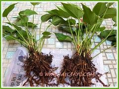 How to propagate Anthuriums by division | John&Jacq~s Garden