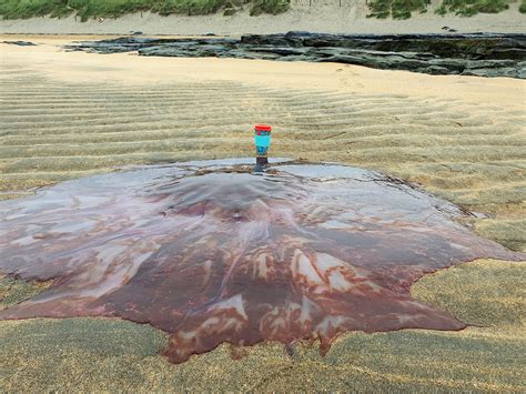 Eye-popping snaps capture world's largest jellyfish washed up on Clare beach | The Irish Sun