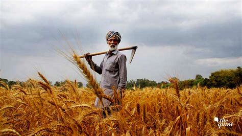 UAE Suspends All Exports and Re-exports of Wheat From India For 4 Months