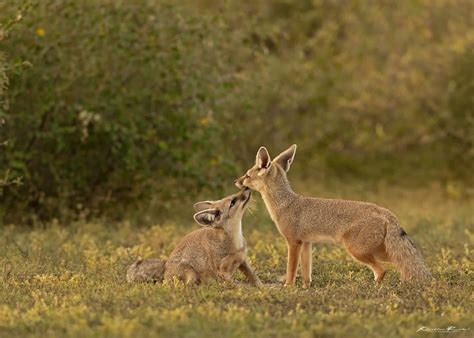 The Bengal fox (Vulpes bengalensis) | Vulpes bengalensis is … | Flickr