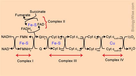 Electron Transport Chain Labeled Diagram