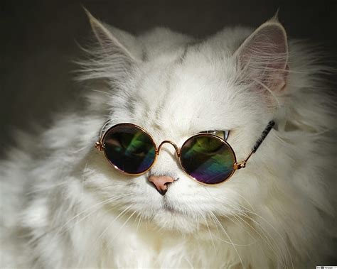 Cool white cat with round sunglasses, Cat Wearing Glasses HD wallpaper ...