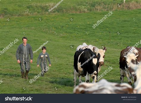 194 Prim' Holstein Breed Images, Stock Photos & Vectors | Shutterstock