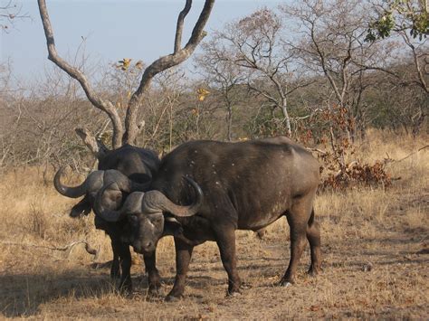 African Wildlife: Cape Buffalo Facts