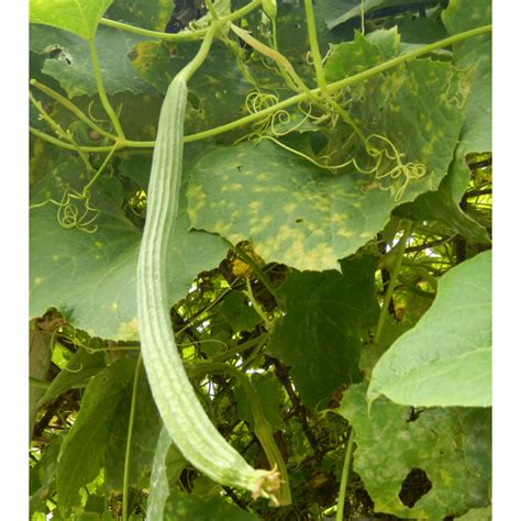 Luffa Acutangula - 10 Seeds - Ribbed Luffa