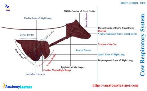 Cow Respiratory System - Nasal Cavity, Trachea, and Lung with Diagram » AnatomyLearner >> The ...