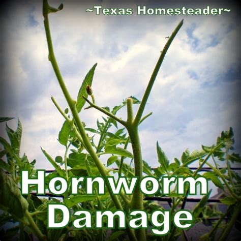 garden tomato hornworm Horn Worm Damage - #TexasHomesteader - ~Texas Homesteader~