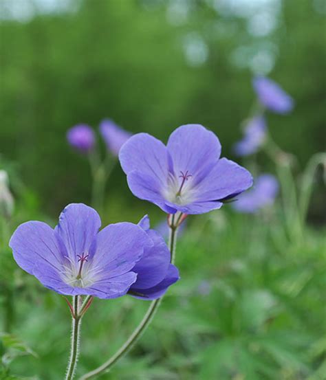 Gardening with Wildflowers and Native Plants | Gardener's Supply