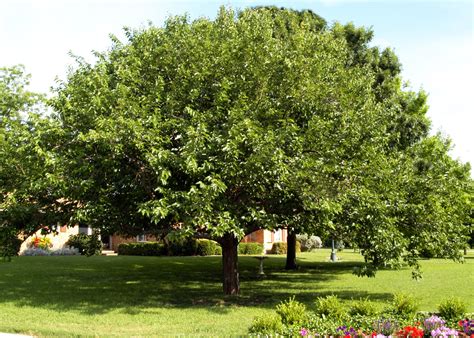 Grow Mulberry Tree Fruitless, Tips, & Facts - GetRather.com