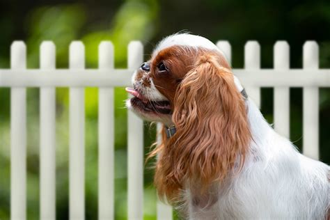 Meet the King Charles Spaniel, aka English Toy Spaniel | ASPCA Pet ...