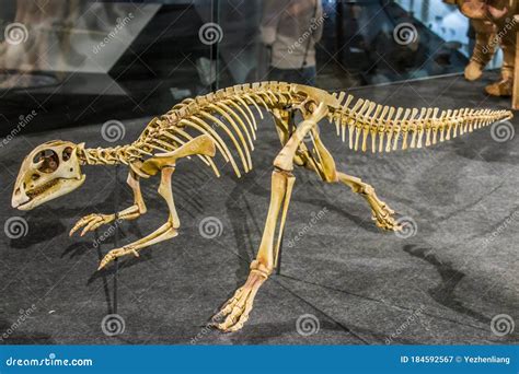 Hypsilophodon Dinosaur Stock Photos - Free & Royalty-Free Stock Photos from Dreamstime