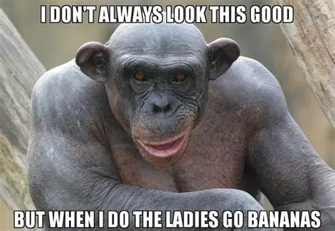 Monkey Memes - 20+ Funny Images Relatable To Life | Monkey memes ...