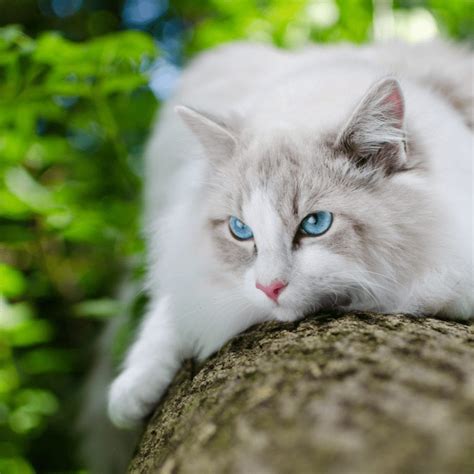 Unpacking The Ragdoll Cat Breed: Complete Profile With Adorable Must See Pictures • Kritter ...