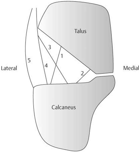 Ankle and Foot | Radiology Key