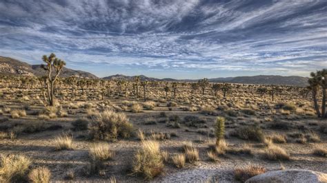 Desert Vegetation wallpaper | 2560x1440 | #79494