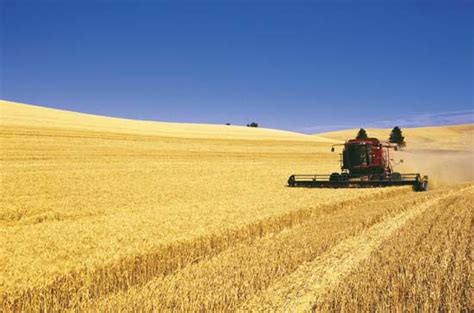 How To Wheat Farming - Farming Mania