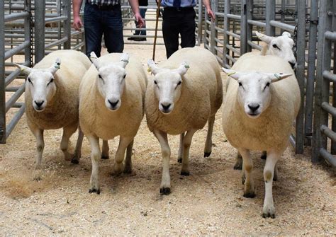 Lleyn sheep trade on fire at Ballymena | Farming Life