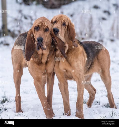 Bloodhounds in snow hi-res stock photography and images - Alamy