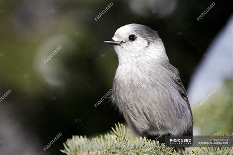 Whiskey Jack Bird — scenery, vitality - Stock Photo | #162677174