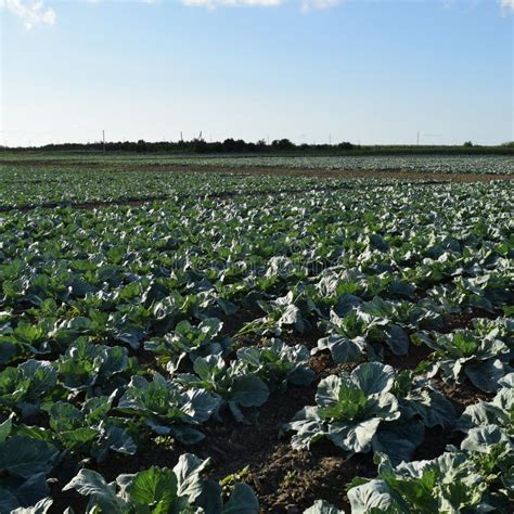 The cabbage field stock photo. Image of green, growing - 141460398