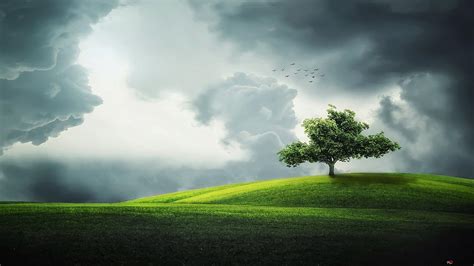 tree landscape in cloudy weather HD wallpaper download