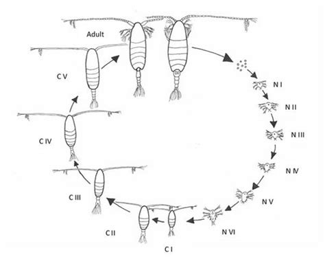 Copepods: Life Cycle - Algae Research Supply