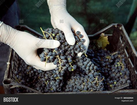 Grape Harvest. Wine Image & Photo (Free Trial) | Bigstock