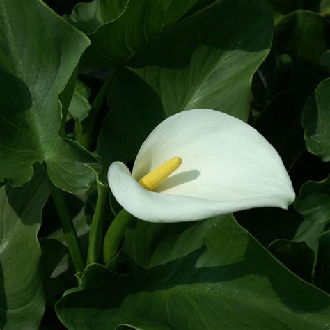 Plantes Vivaces ZANTEDESCHIA aethiopica 'Crowborough' - Arum d'Ethiopie ...