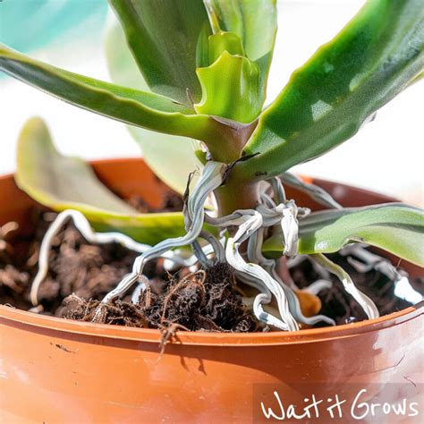 Trimming Orchid Roots: Why, When, and How | Complete Guide