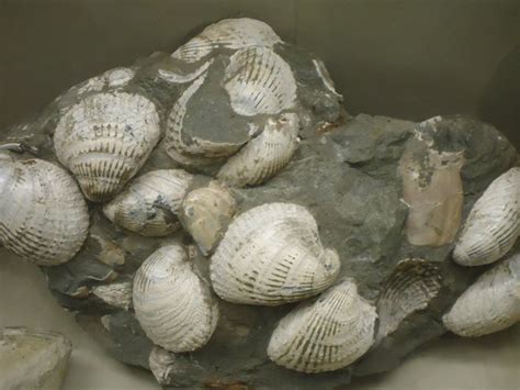 Fossilized clams Free stock photos in jpg format for free download 548.35KB